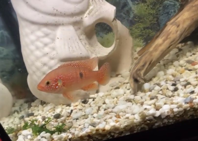 Хроміс красень 1,5-2см