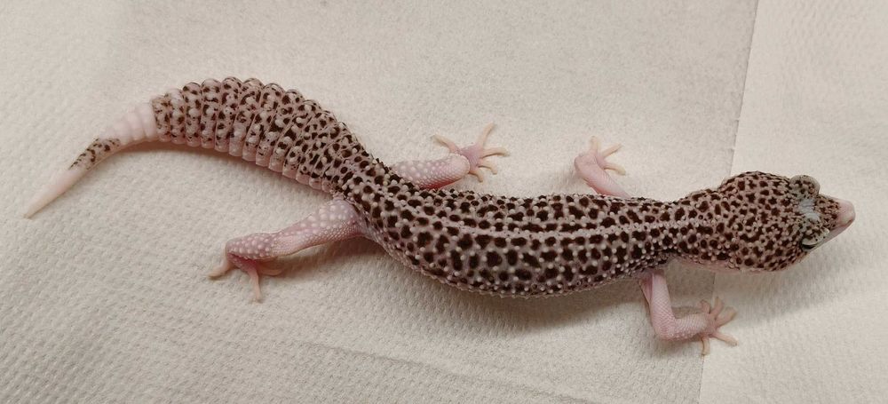 Gekony Lamparcie