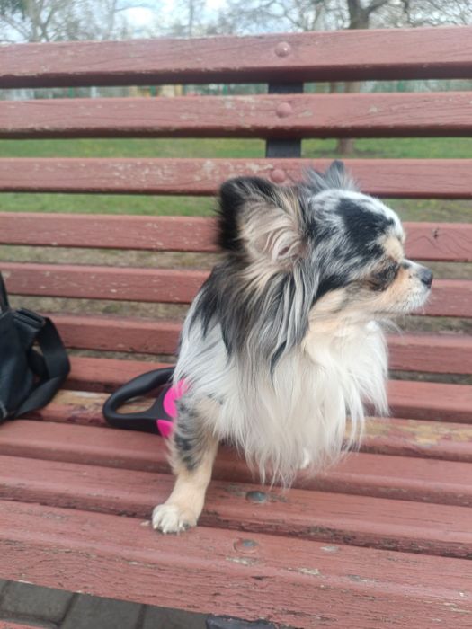 МАЛЬЧИК красавчик чихуахуа на вязку!!!