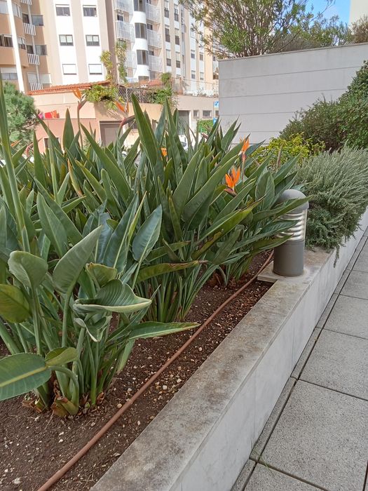 Manutenção de jardins em Lisboa