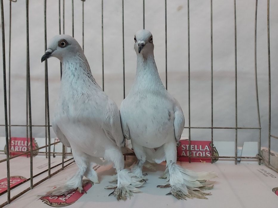 Gołębie Jasne Żałobne Kosmate