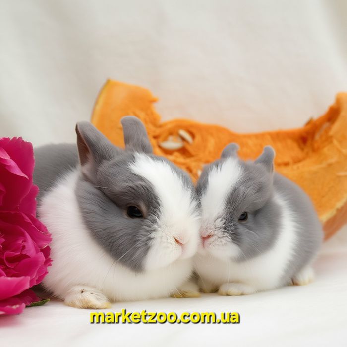 Мини кролики карликові карликовые міні mini netherland dwarf rabbit бл