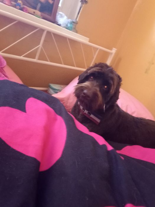 Oddam wyżła niemieckiego