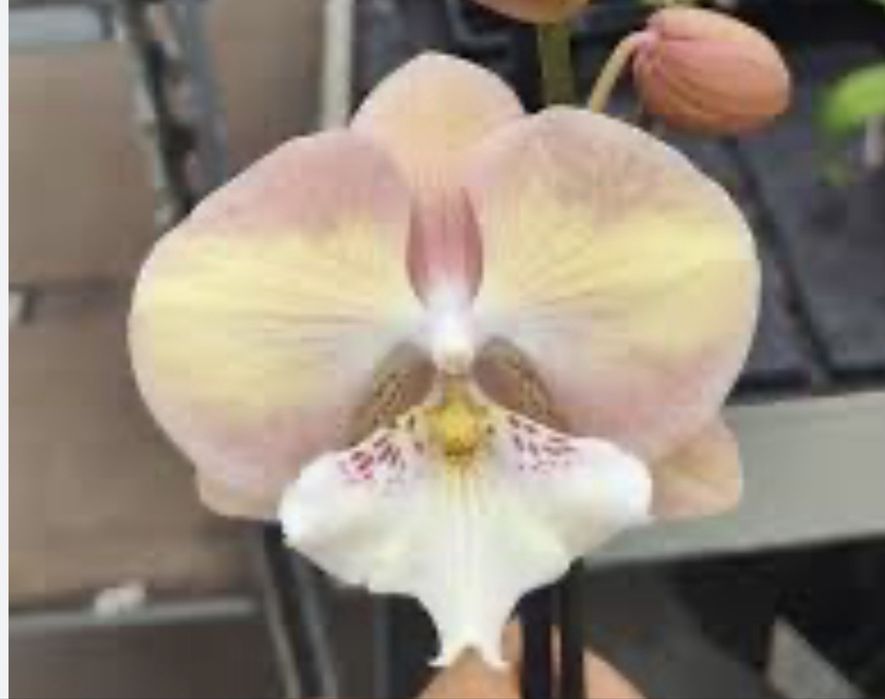 Орхідея підліток Unicorn (єдиноріг) з квітконосом