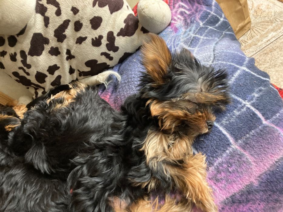 Смешные и озорные хулиганы