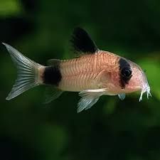 Kirys Panda, Corydoras Panda