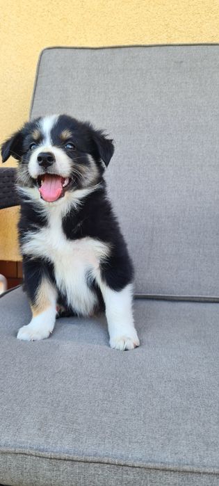 Piesek samiec Border Collie tri kolor