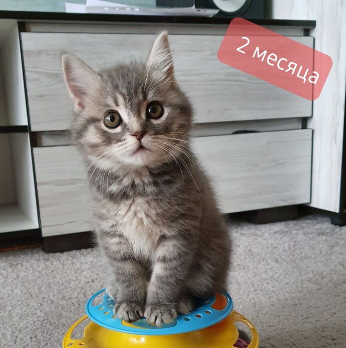 Вязка кот Левобережный-3 ТРЦ Караван