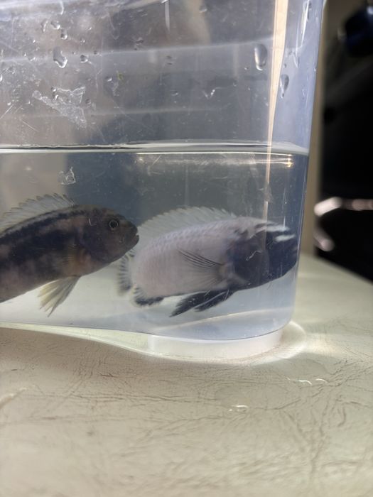 Pseudotropheus Polit Cove MACHO