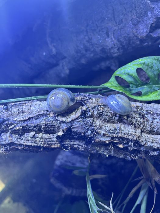 Pleurodonte isabella blue
