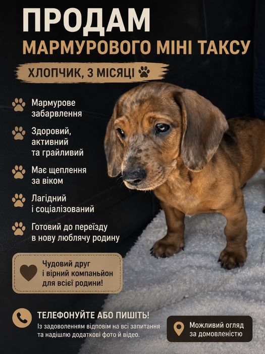 Терміново  продам  таксика