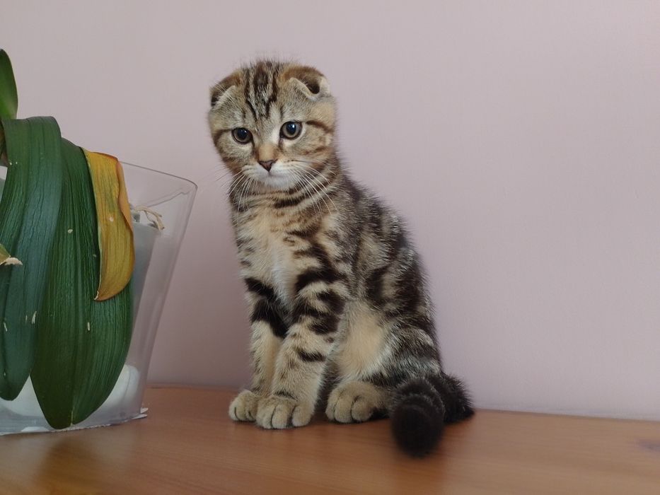 Шотландське висловухе кошеня скотіш-фолд мармурове. Київ