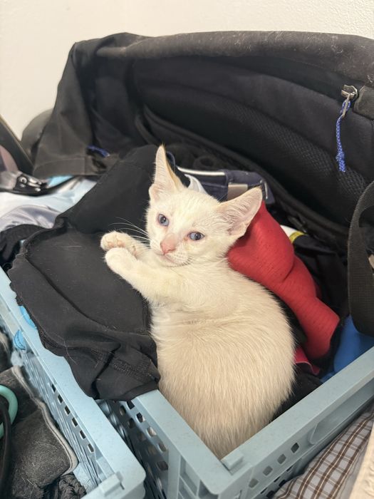 4 gatinhos para adoção responsavel