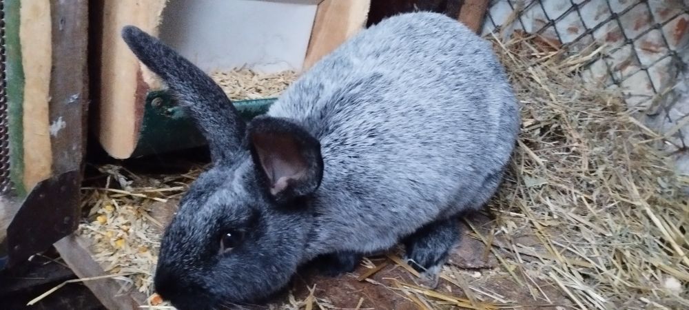 Полтавське срібло