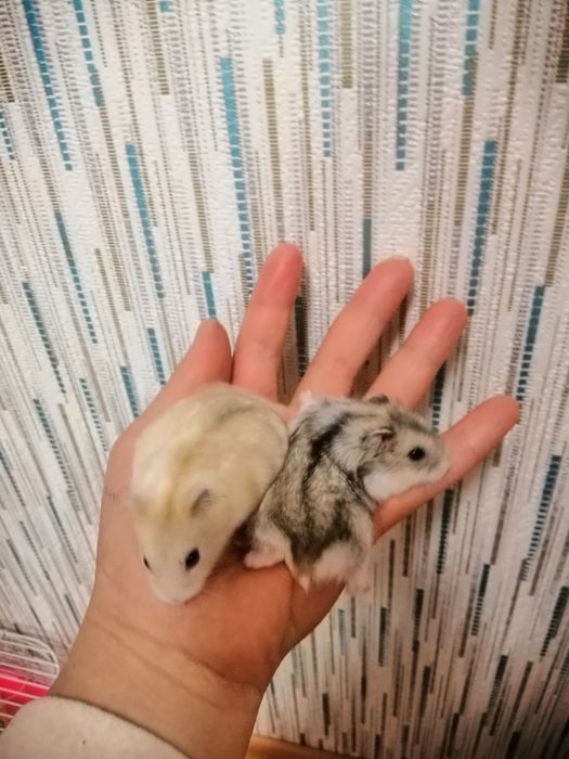 Міні хом'ячки джунгарики