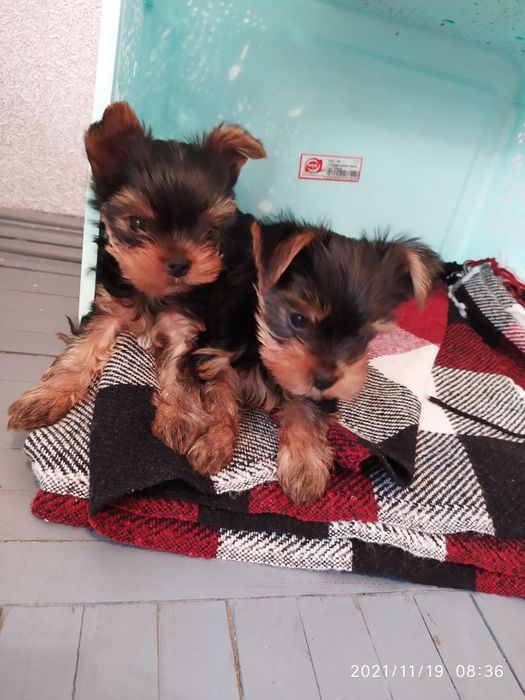 Бомбезные малыши Йоркширский Терьер