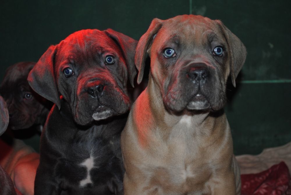 Cane Corso mocny pies