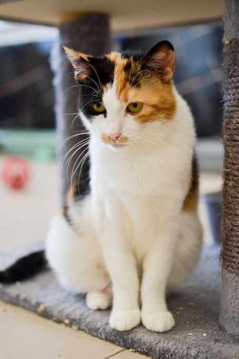 Karolinka - kocia indywidualistka szuka kochającego domu!