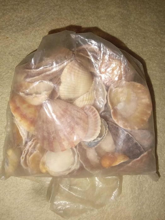 Красиві великі ракушки для акваріуму. Японія.