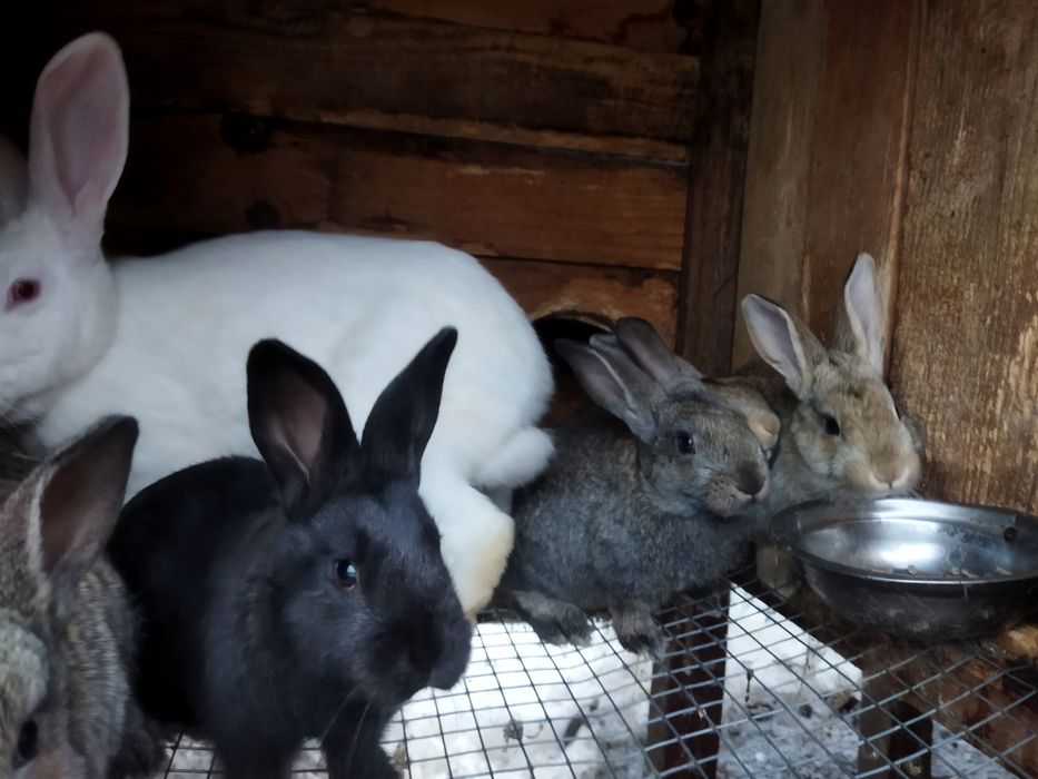 Кролики молодняк