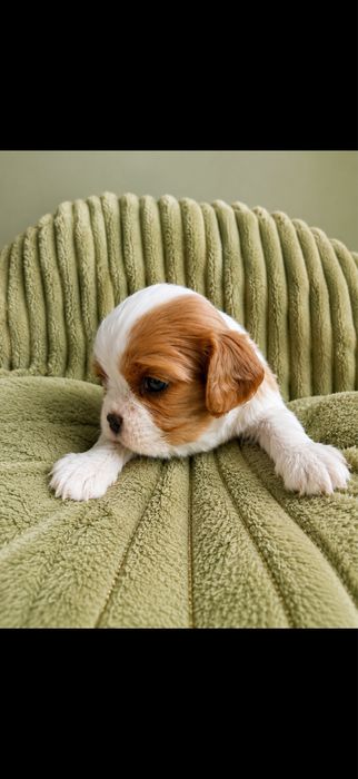 Cavalier king charles spaniel po wyjatkowych rodzicach