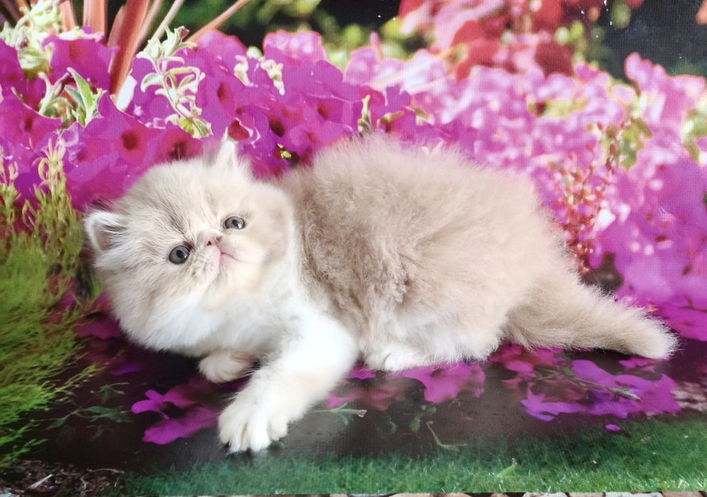 Персидские нежные котики
