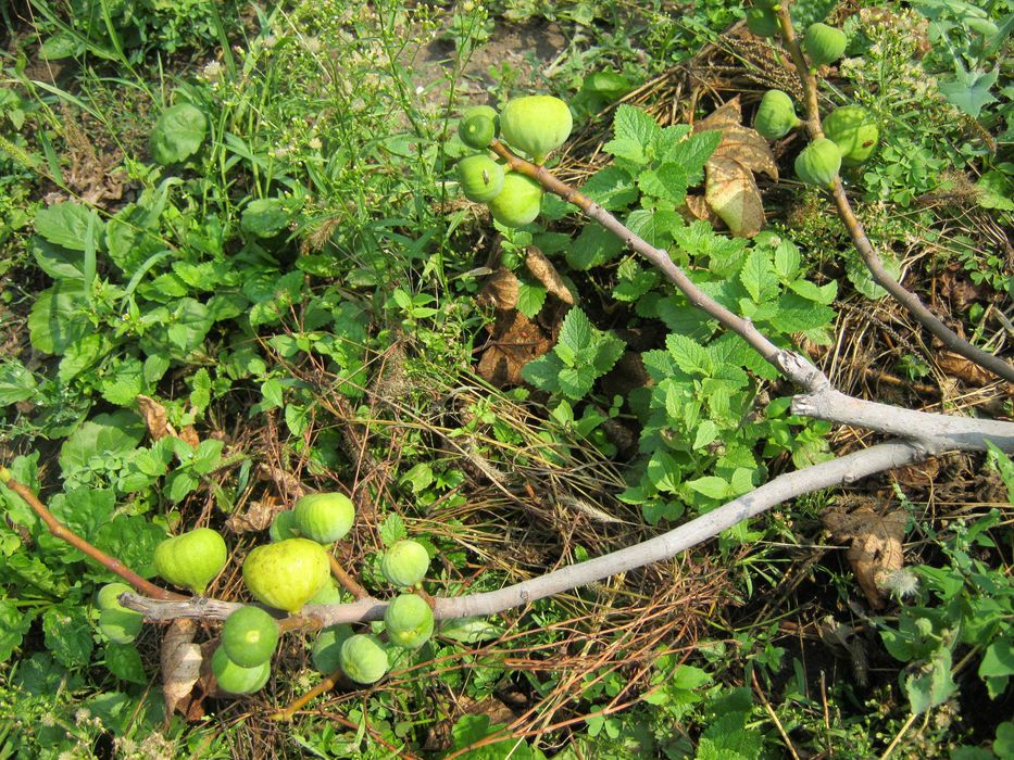 Инжир Комнатный "Подарок октября"