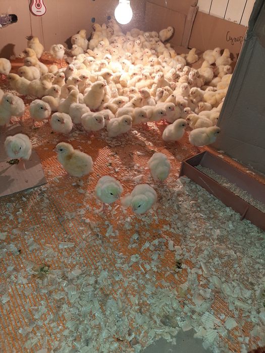 Добовий бройлер кобб