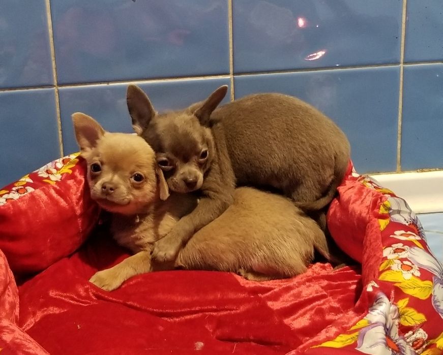 Две девочки чихуахуа лиловые