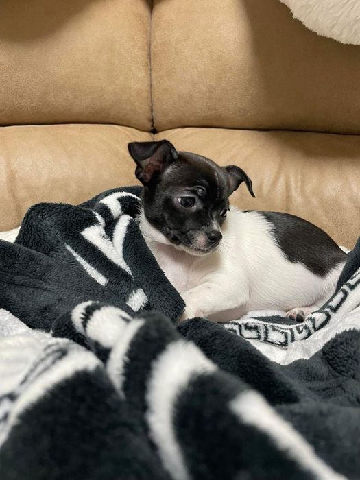 Девочка Чихуахуа