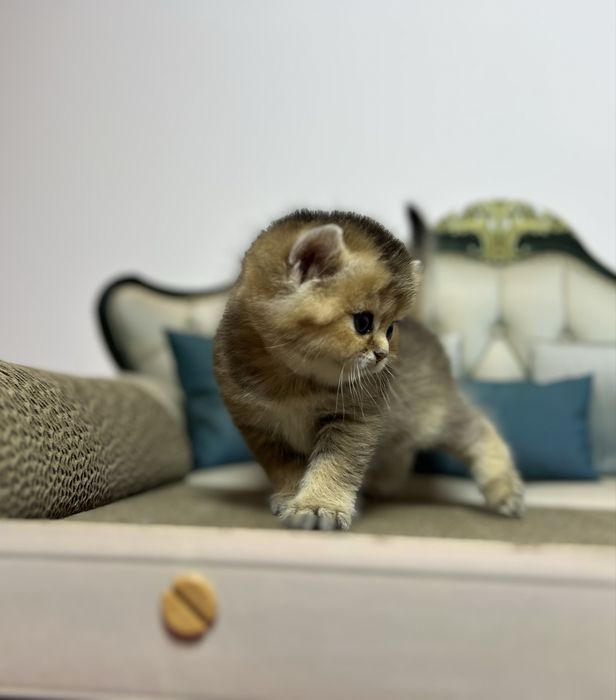 Kocurek brytyjski złota szynszyla czarny cieniowany