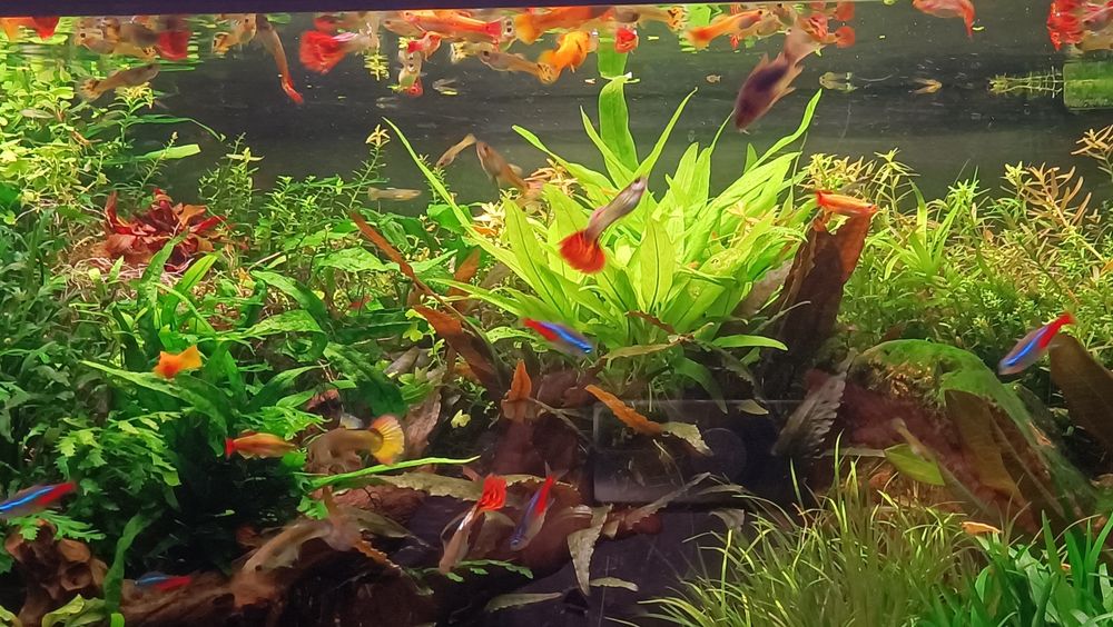 Vendo guppys (ver fotos)