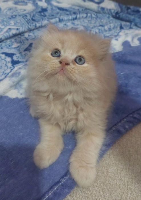 Gatinho raça persa