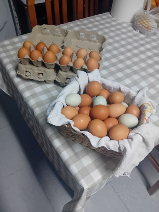 Ovos caseiros frescos – galinhas soltas (Gilmonde/Braga)