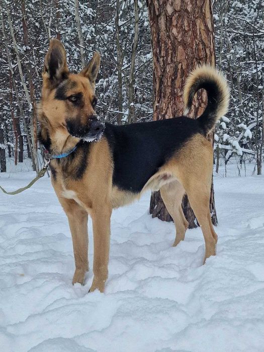 вівчар Макс у добрі руки