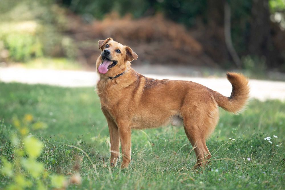 Віддам в добрі руки неймовірно красивого собаку Філда.