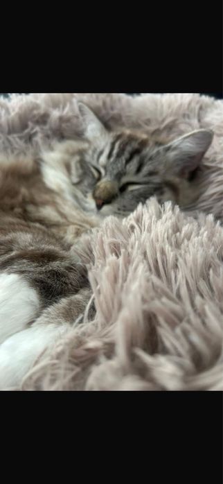 Kot Ragdoll (1 rok)+kuweta+drapak