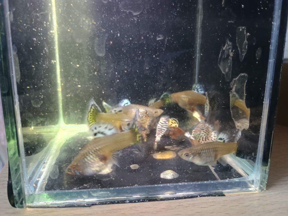 Gupik Tiger King cobra Green multicolor duże sztuki