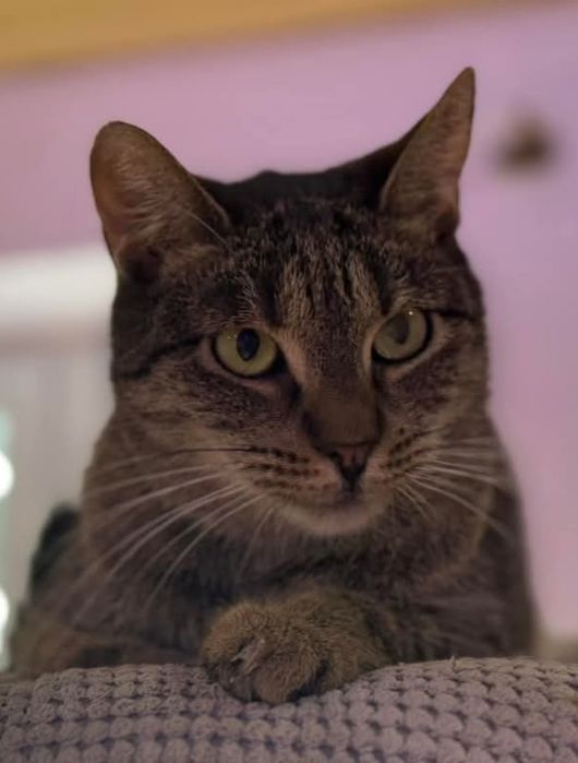 Batman i Shakira - idealny dwupak-ktoś pokocha?