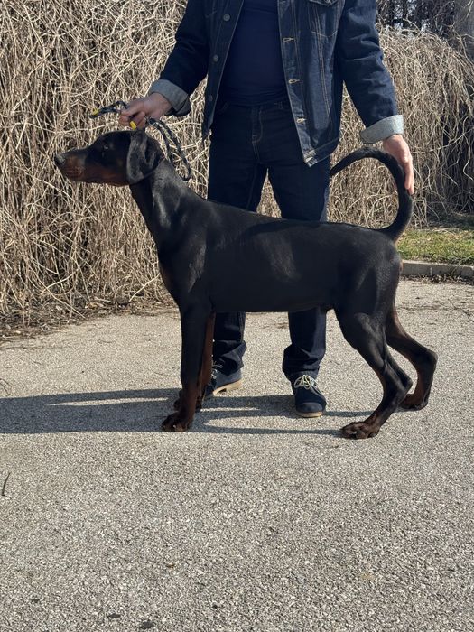 Doberman FCI jedyny taki.