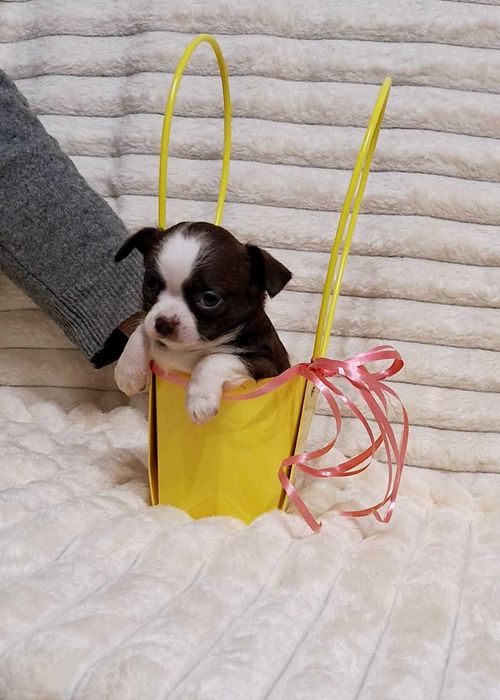 Шоколадная красавица.Полный пакет документов.