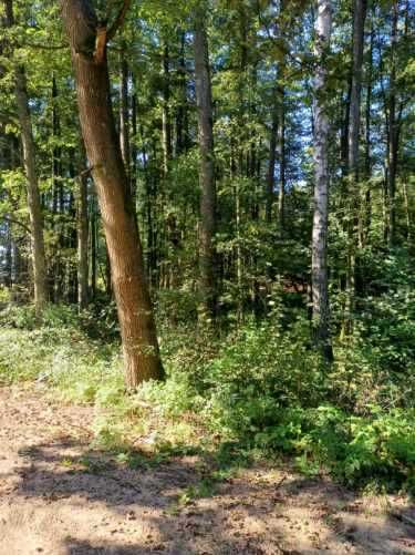 Sprzedam olchę tartaczną na pniu w korzystnej cenie.