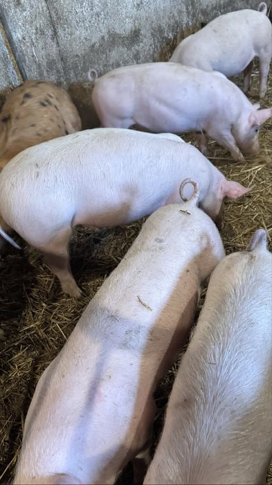 Sprzedam duże prosieta warchlaki 30 kg