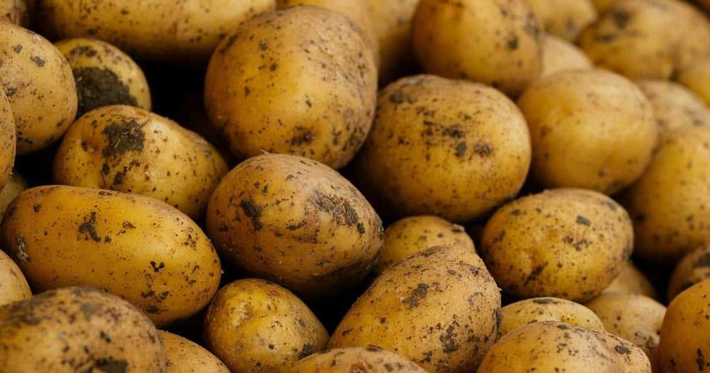 Картопля самовивіз