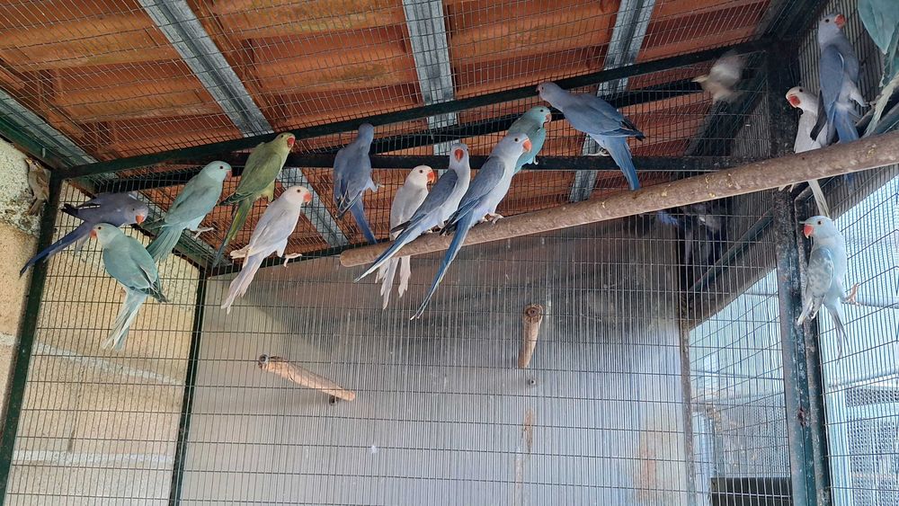 Ring necks varias mutações 2024 e 25