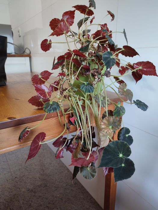 Planta begónia pendente com flor