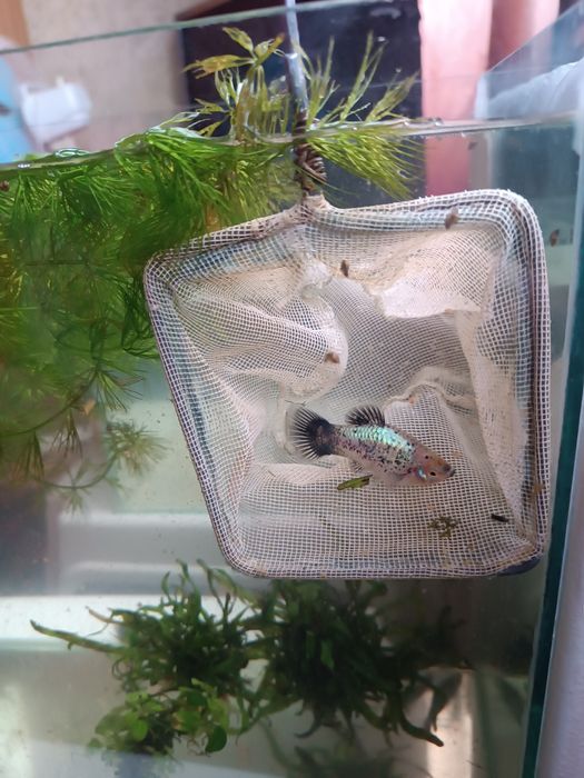 Акваріумні Рибки