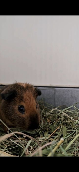 Siano dla królików,  świnek ..."Animals24 " eko- odpylone.