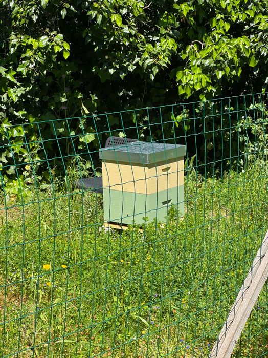 Vendo 3 Colmeias Reversíveis com Emxame