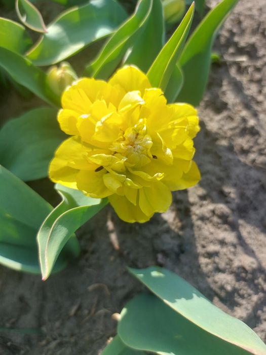 Sprzedam tulipany kwiat z cebulką
